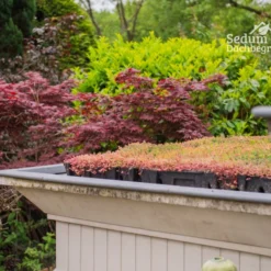 Sedum-Kassette