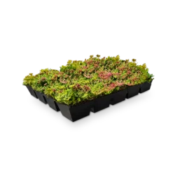 Sedum-Kassetten