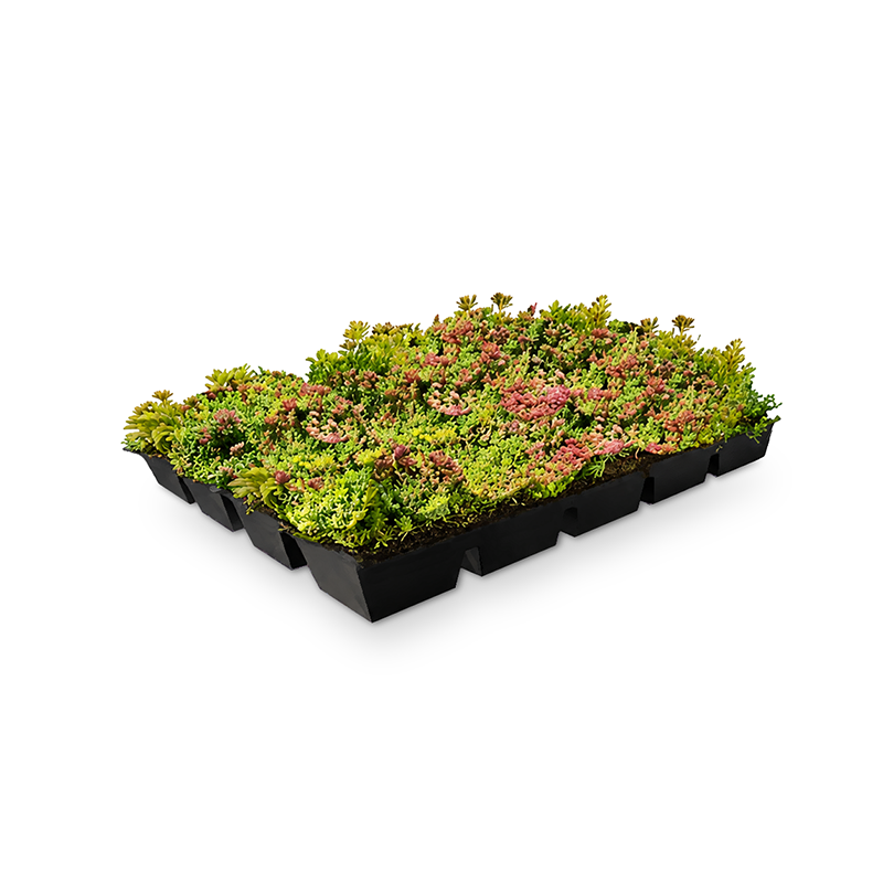 Sedum-Kassette Leicht – Bild 3
