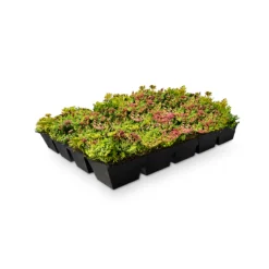 Sedum-Kassetten – Bild 3