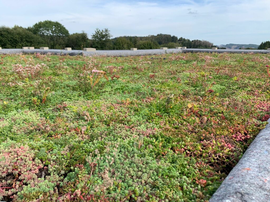 Sedum Dachbegrünung