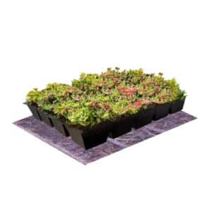 Menu - Sedum-Kassetten