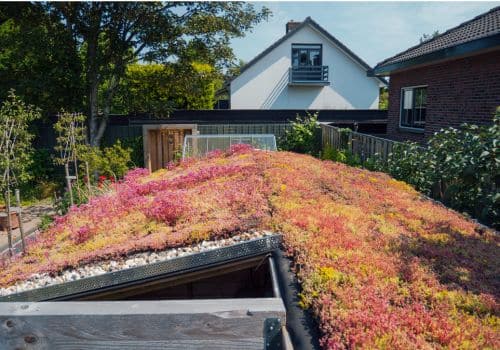 Behinderung Gründach Biodiversität