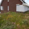 Sedum-Kräuter Gründach Komplettpaket - SedumDachbegrünung