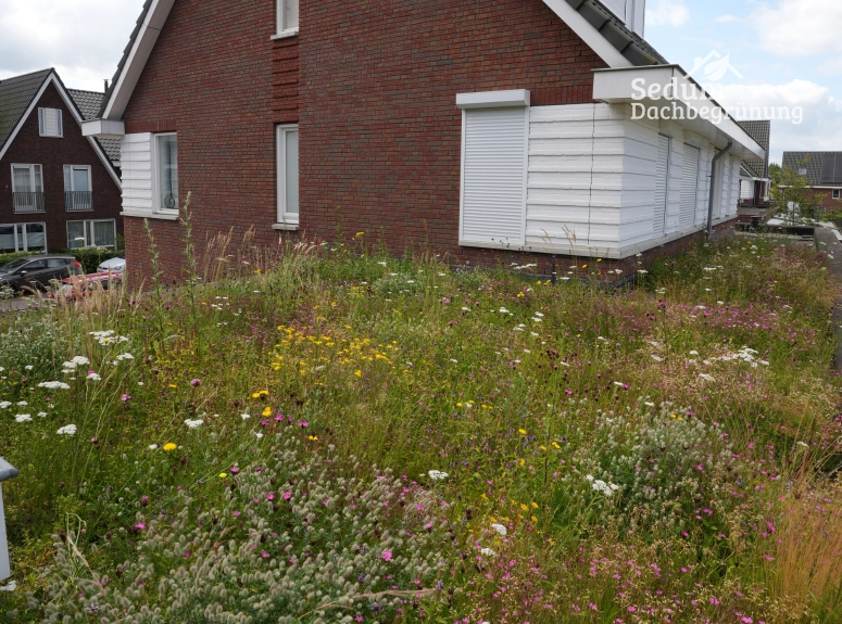 Sedum-Kräuter Gründach