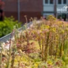 Sedum-Kassette Leicht