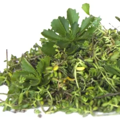 Sedum-Sprossen