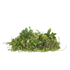 Alternative view of Sedum-Sprossen