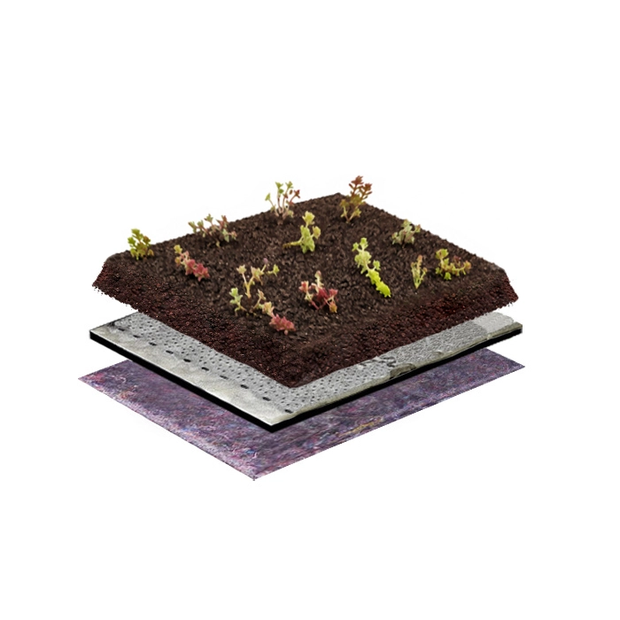 Spar-Komplettpaket mit Sedum-Sprossen