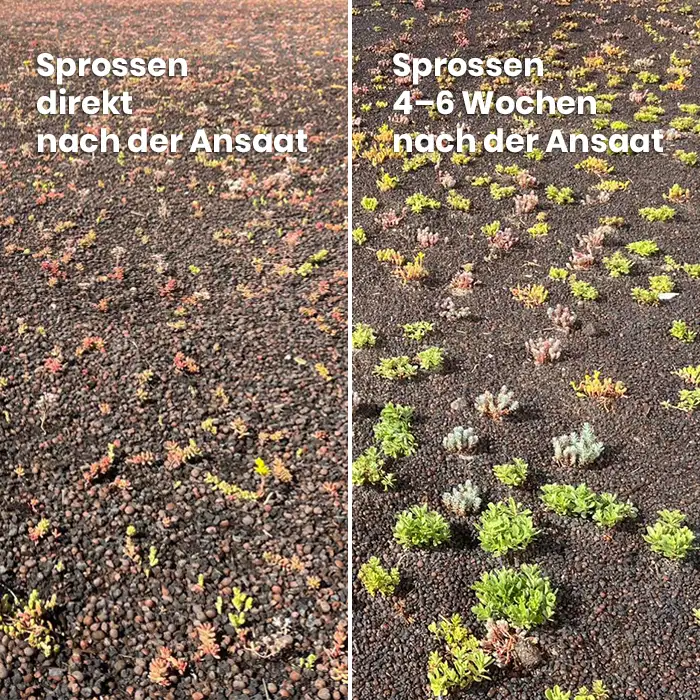 Spar-Komplettpaket mit Sedum-Sprossen – Bild 3