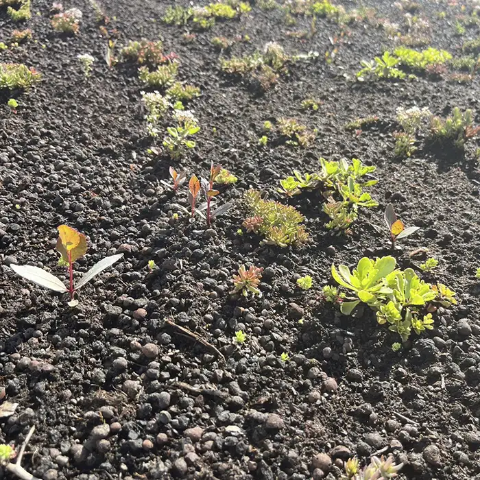 Spar-Komplettpaket mit Sedum-Sprossen – Bild 2