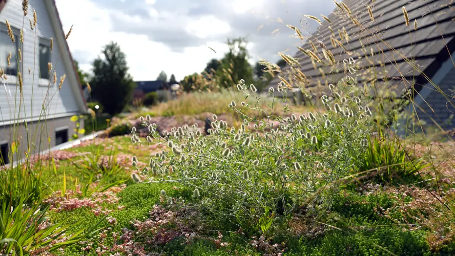 Dachbegrünung auf einem Flachdach mit Sedum und Kräutern