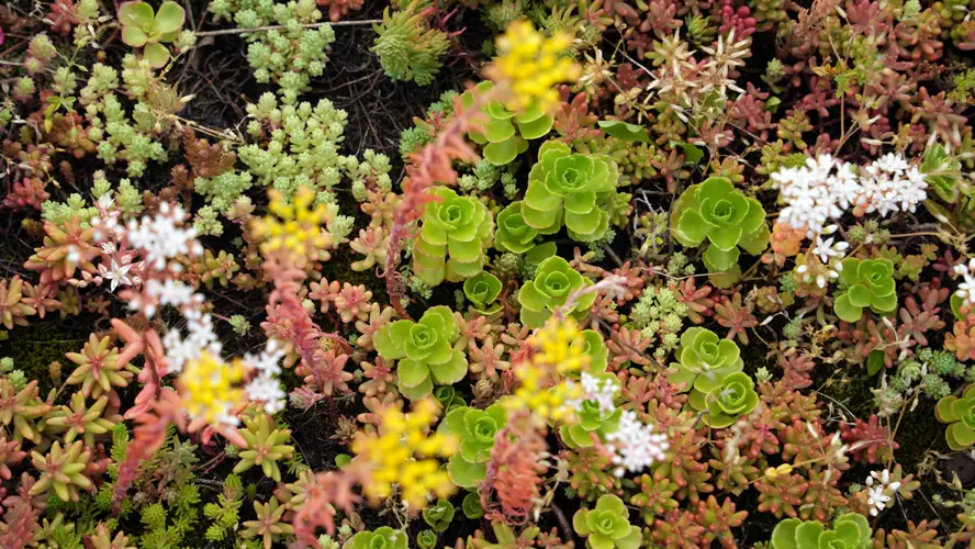 Nahaufnahme blühende Sedum-Arten