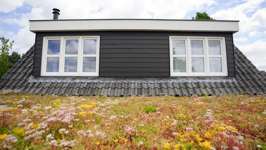 Dachbegrünung eines Flachdachs mit Sedum-Arten